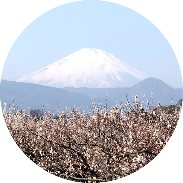 箱根湯本温泉 ますとみ旅館